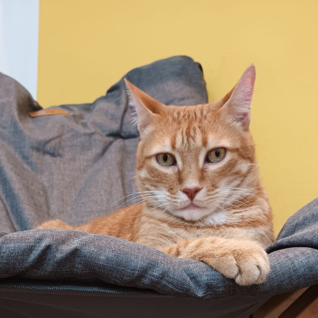 Ali, der Schmuse-Kater