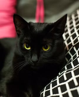 Gretta, die Schmuse-Prinzessin