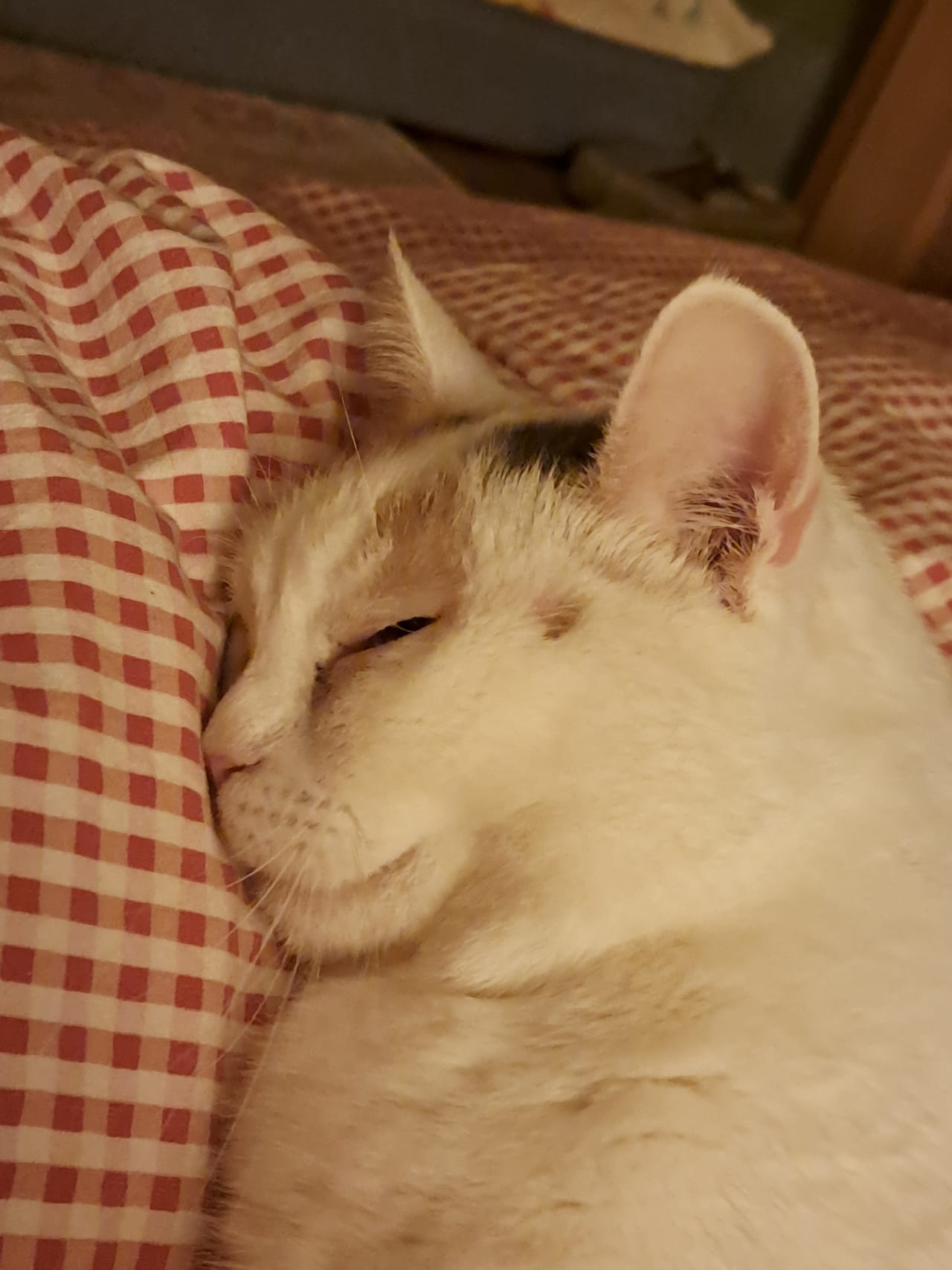 Detail einer schlafenden weißen Katze auf rotem Karo-Kissen