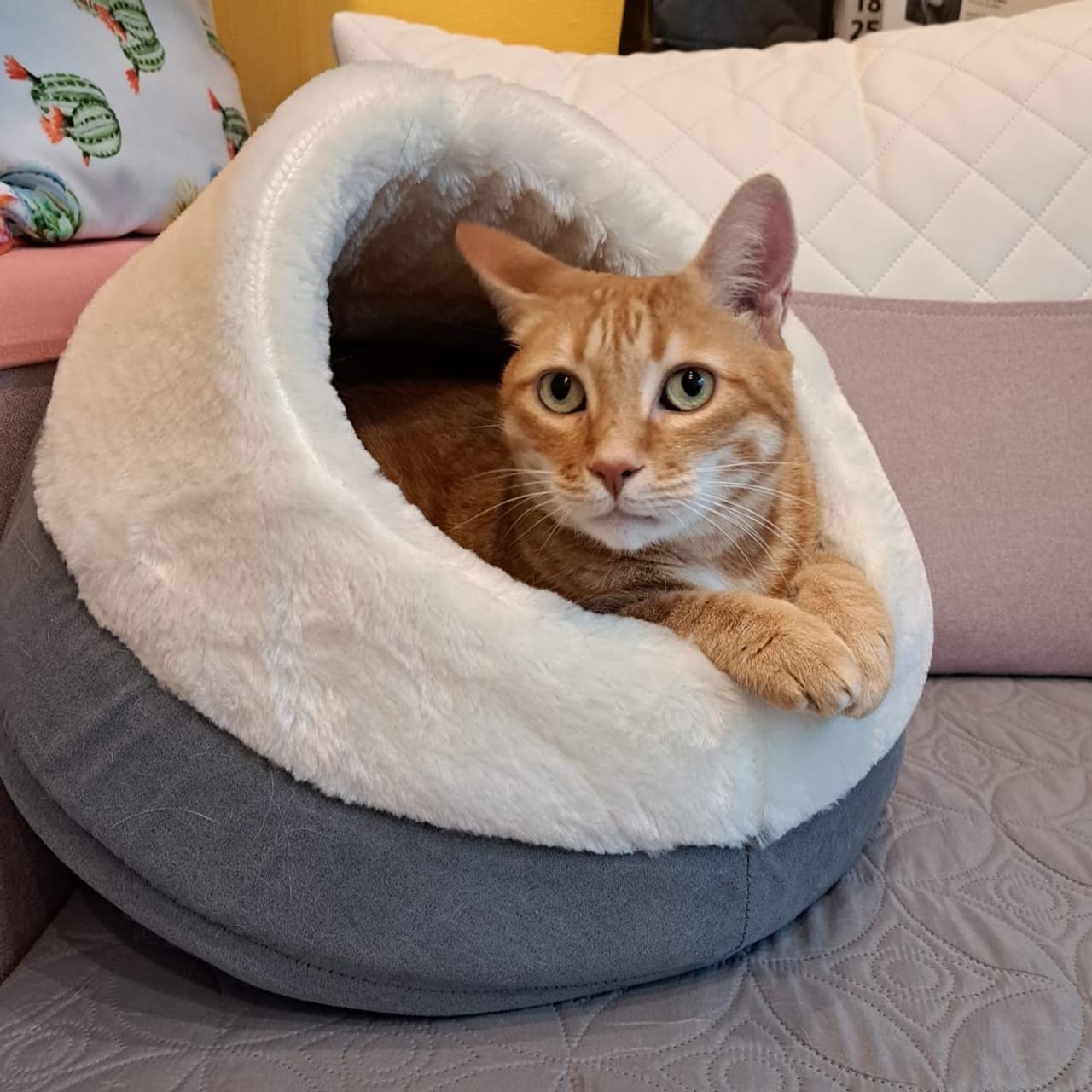 Ali, unser orange getigerter Kater, kuschelt sich in sein Katzenbett