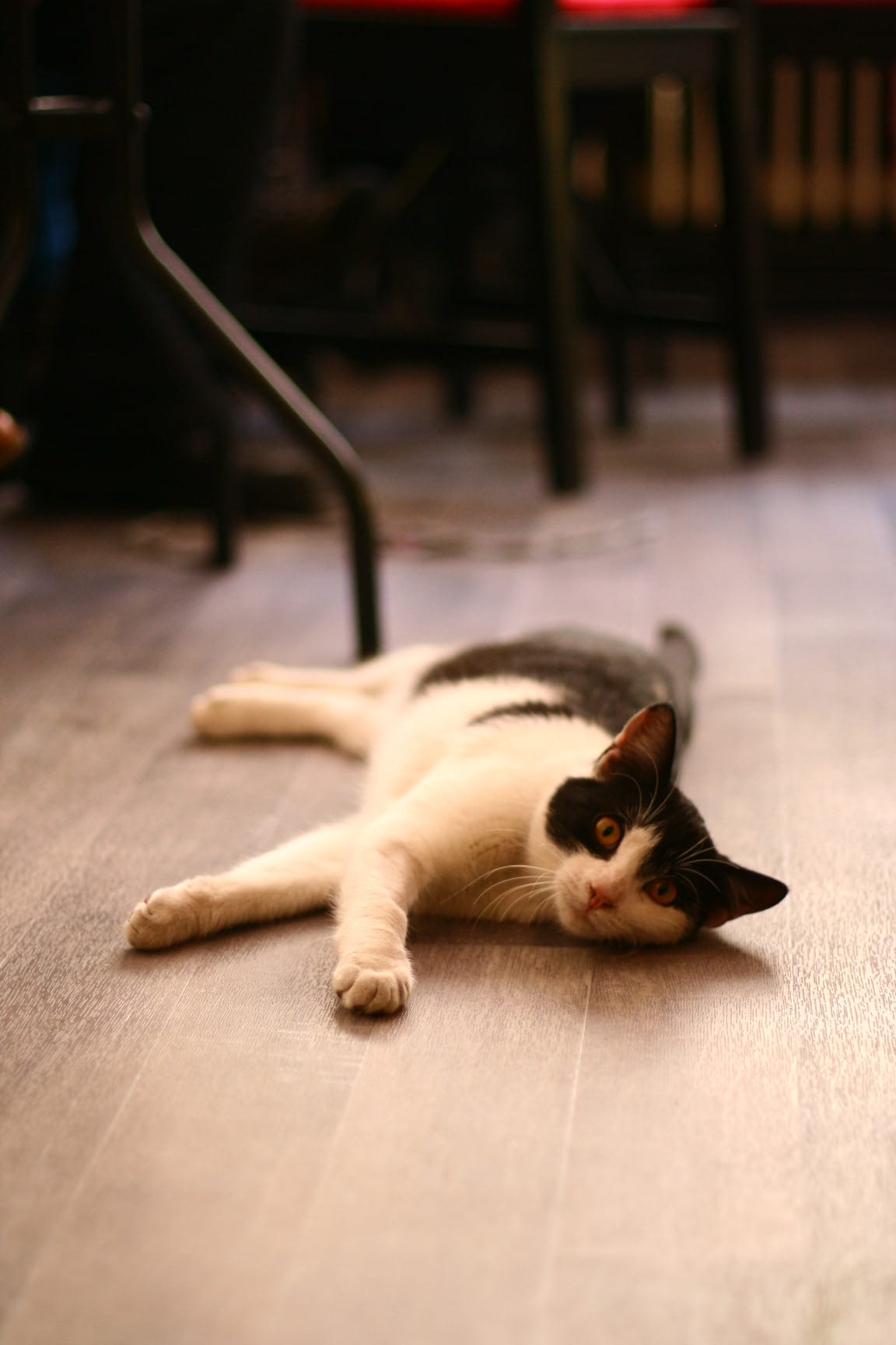 Schwarz-weiße Katze auf dem Boden