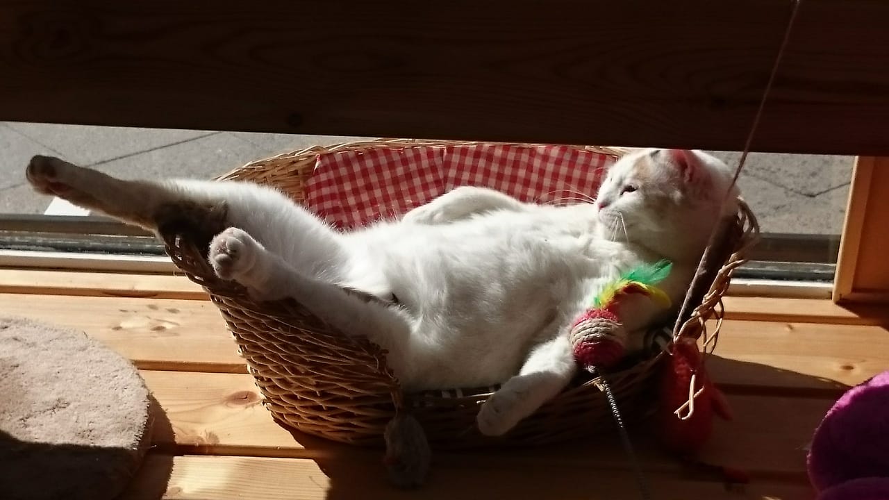 Weiße Katze im Körbchen