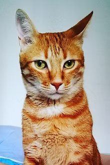 Ali, der Schmuse-Kater