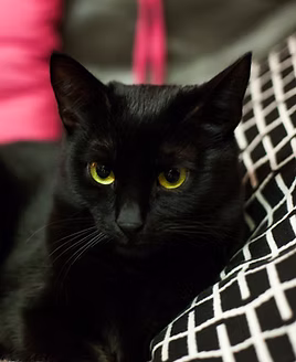 Gretta, die Schmuse-Prinzessin