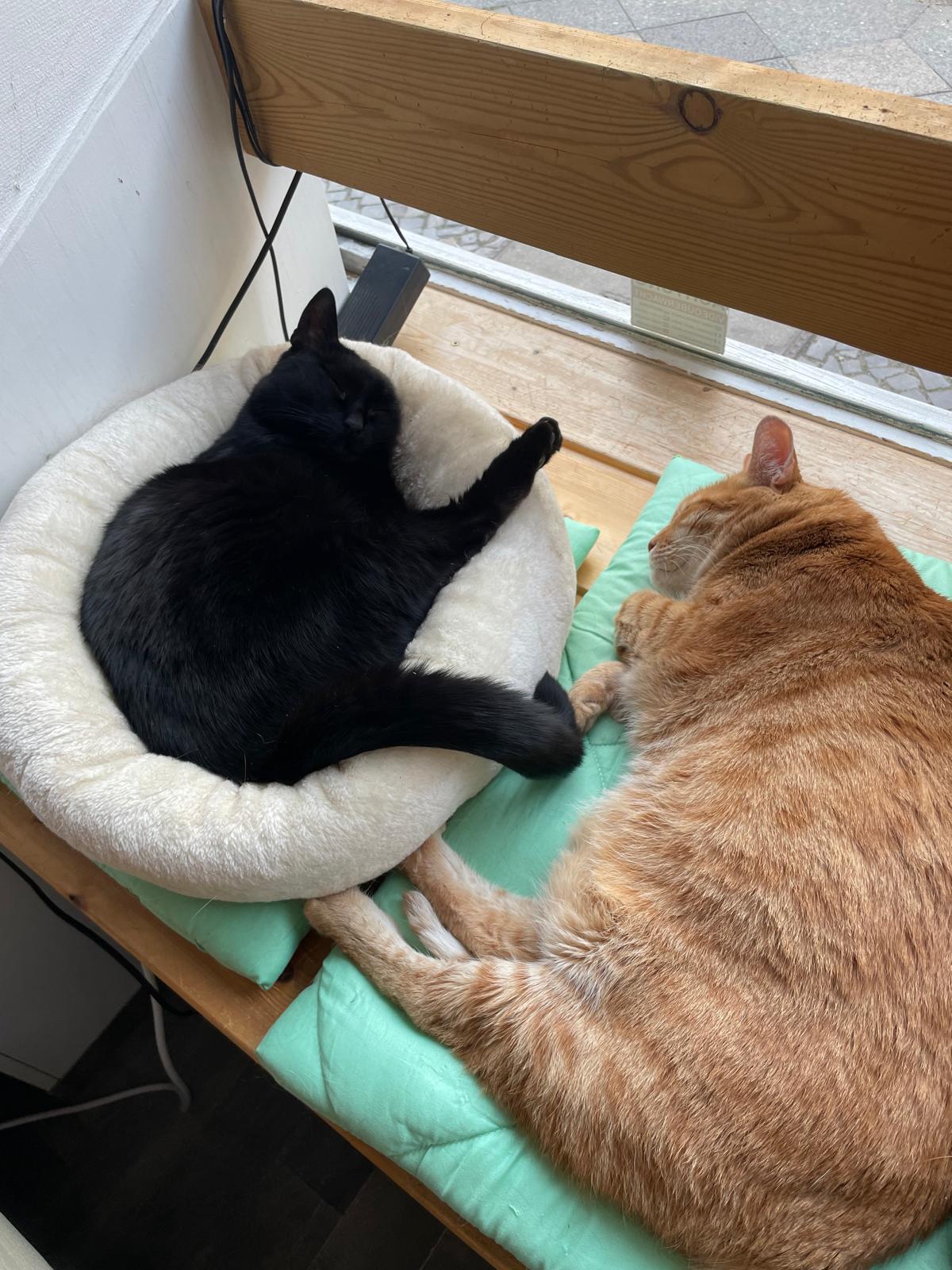 Schwarze und orange Katze schlafen nebeneinander am Fenster