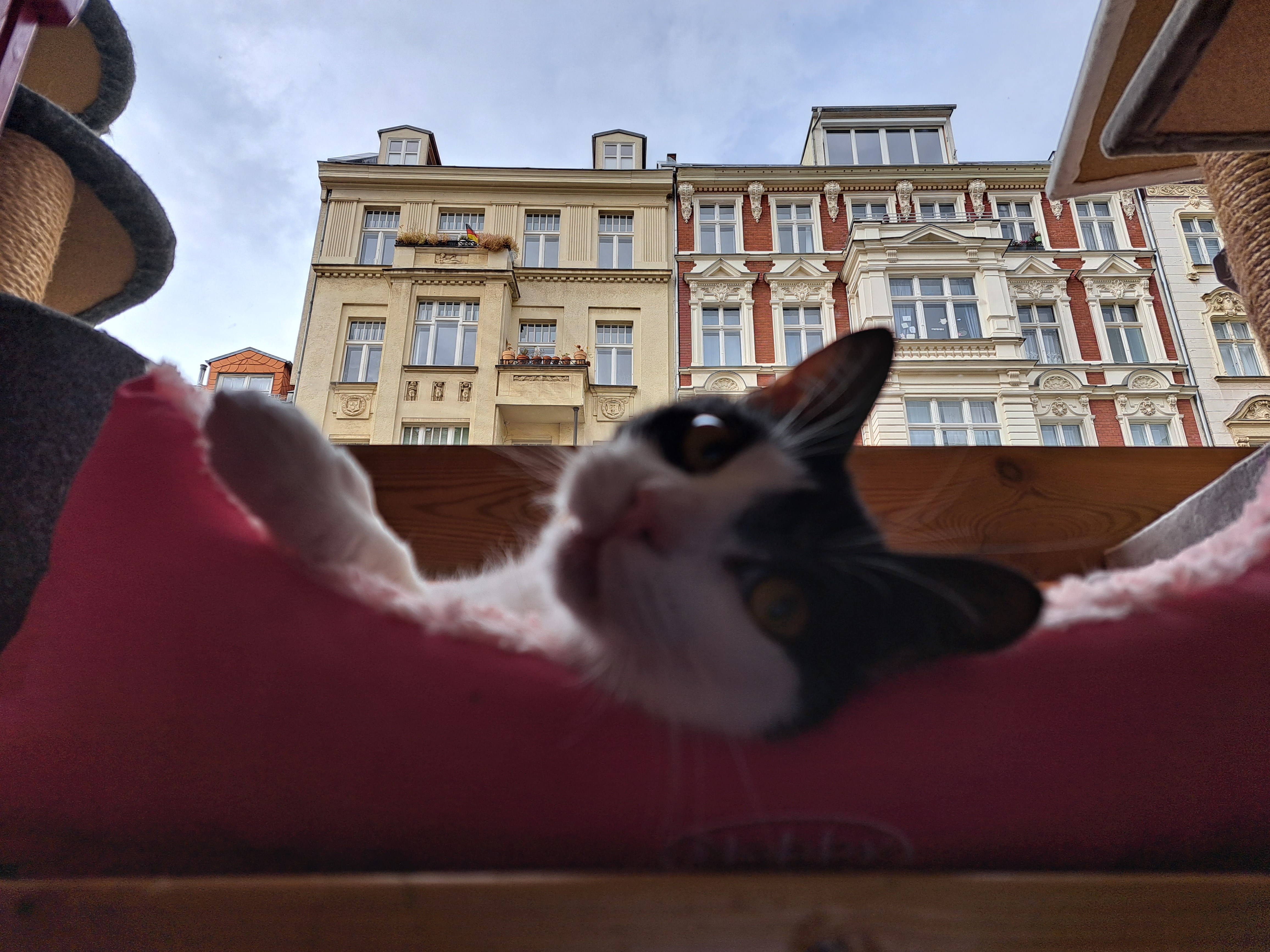 Schwarz-weiße Katze mit Charlottenburger Altbau-Fassaden im Hintergrund