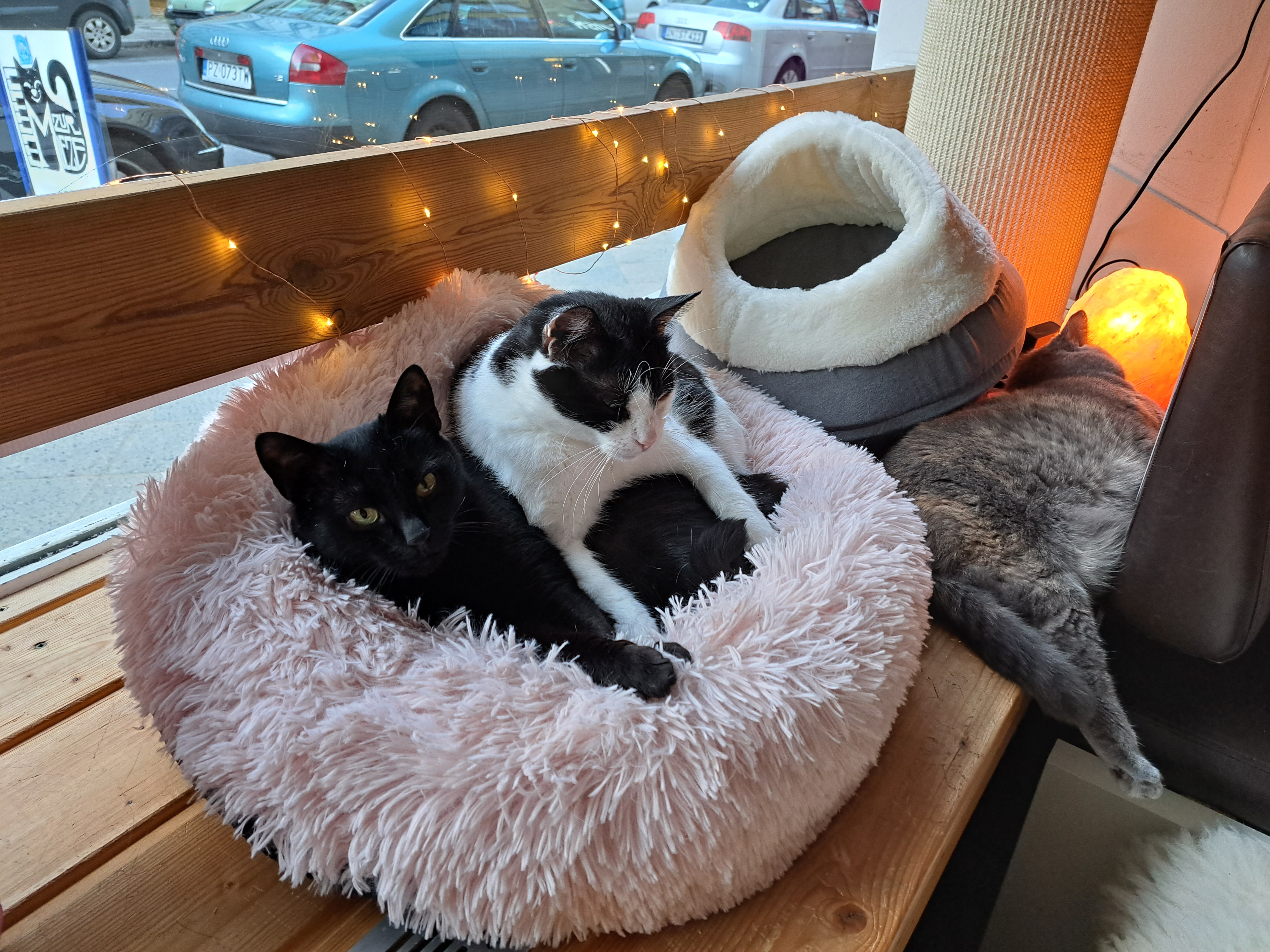 Katzen vor dem Schaufenster mit warmen Lichterketten
