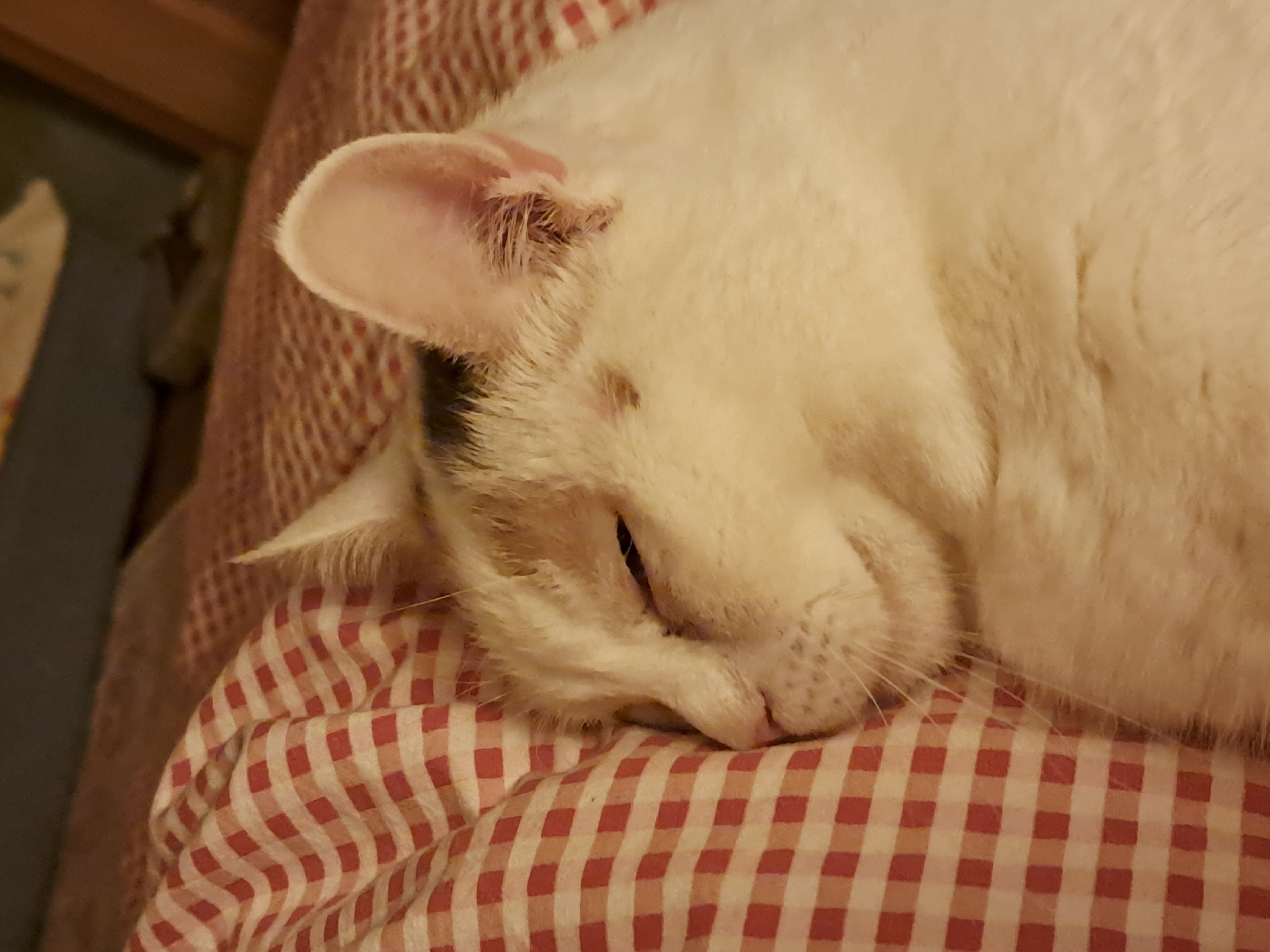 Detail einer schlafenden weißen Katze auf rotem Karo-Kissen