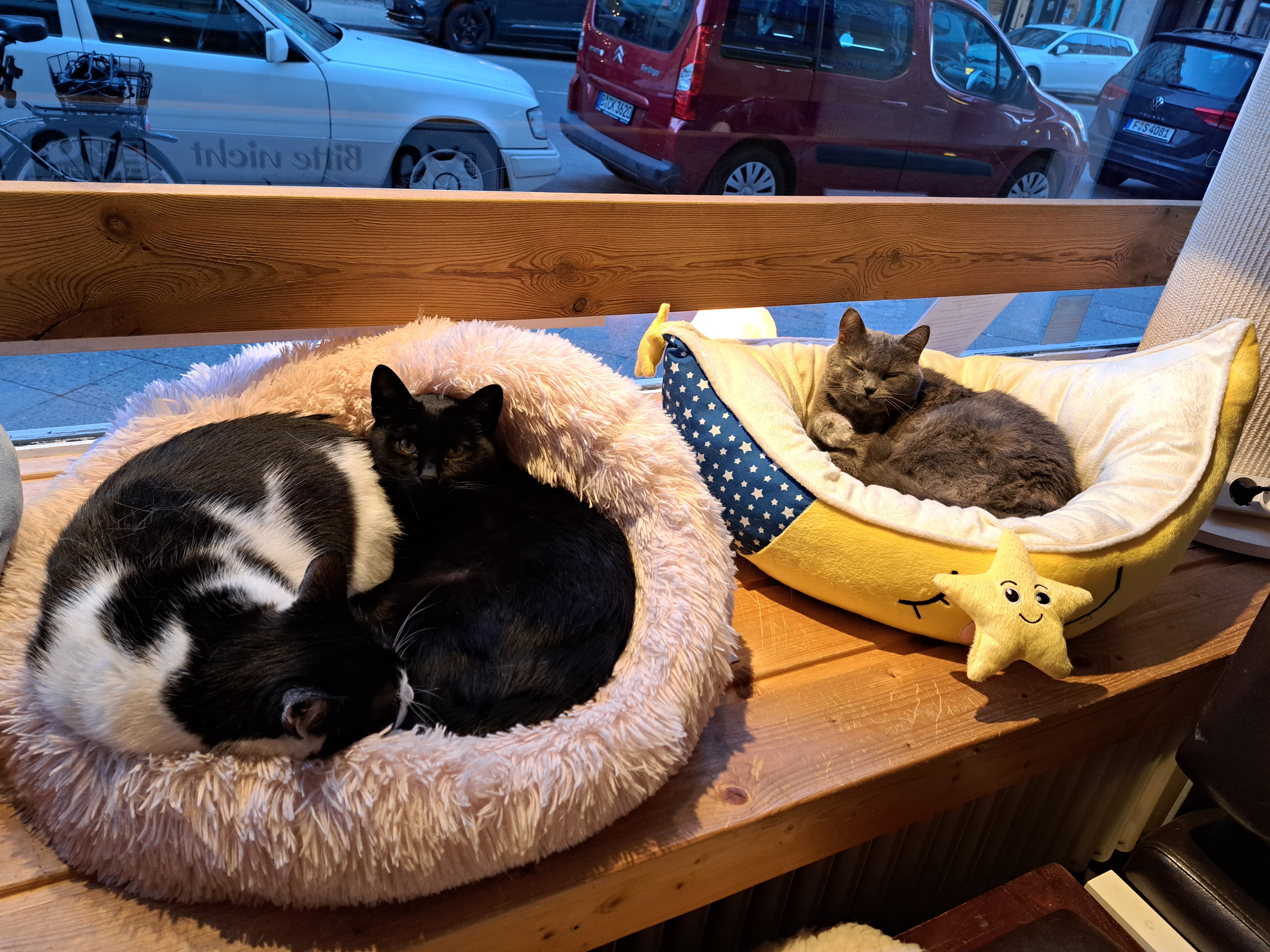 Drei Katzen entspannen in ihren Körbchen am Schaufenster
