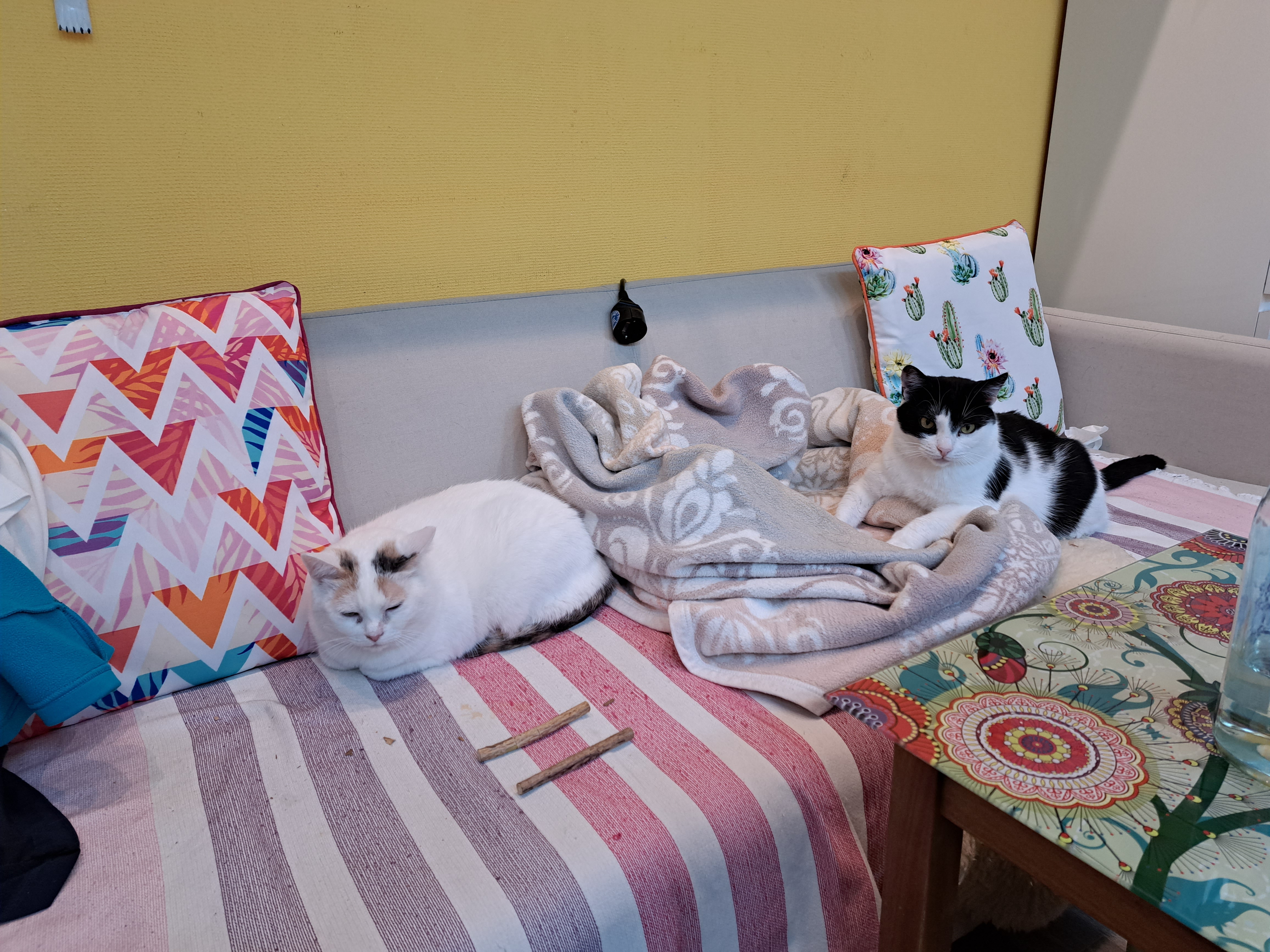 Zwei Katzen ruhen auf einer Bank im Café