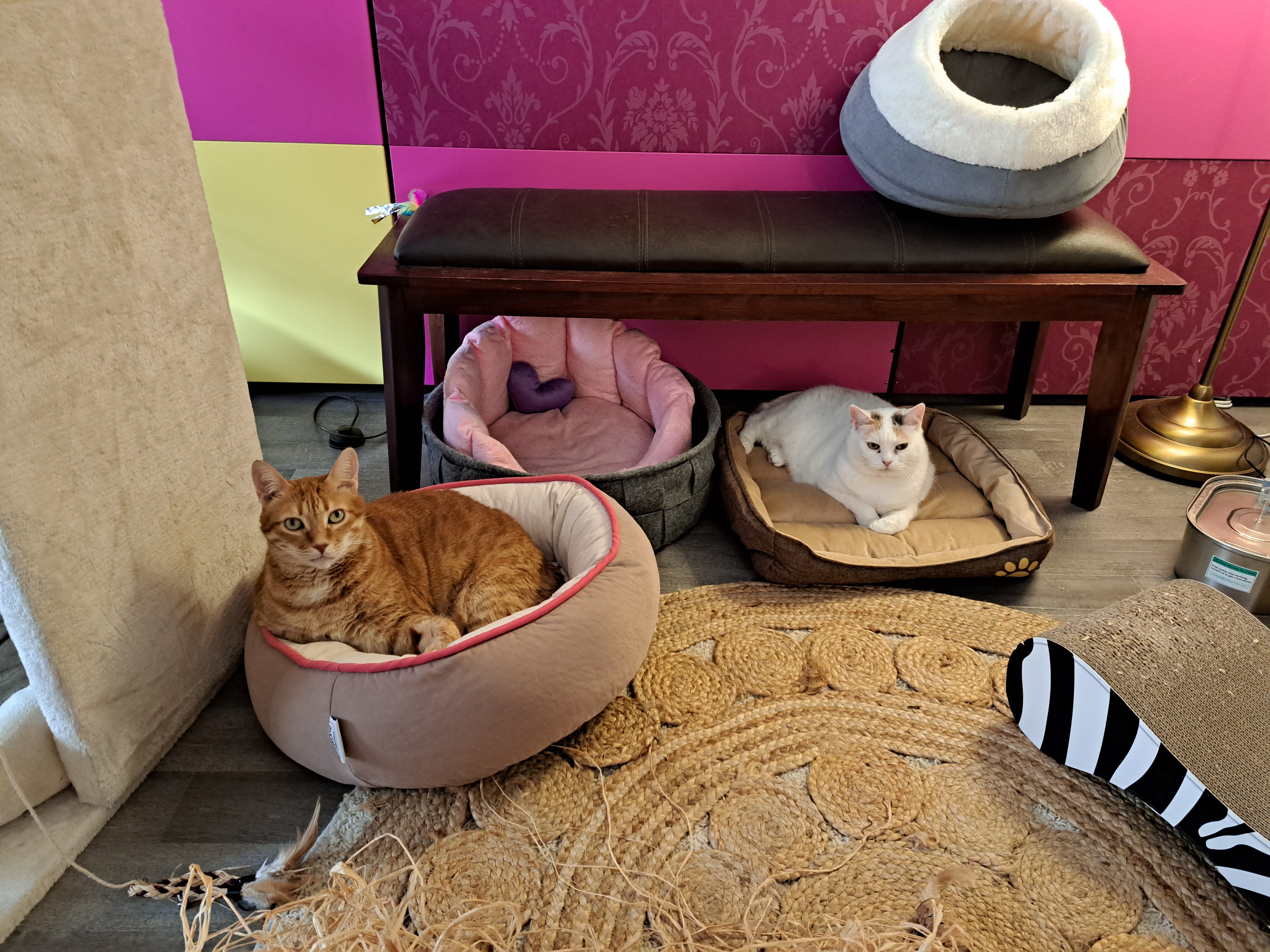 Café-Innen mit Katzen auf Sofas