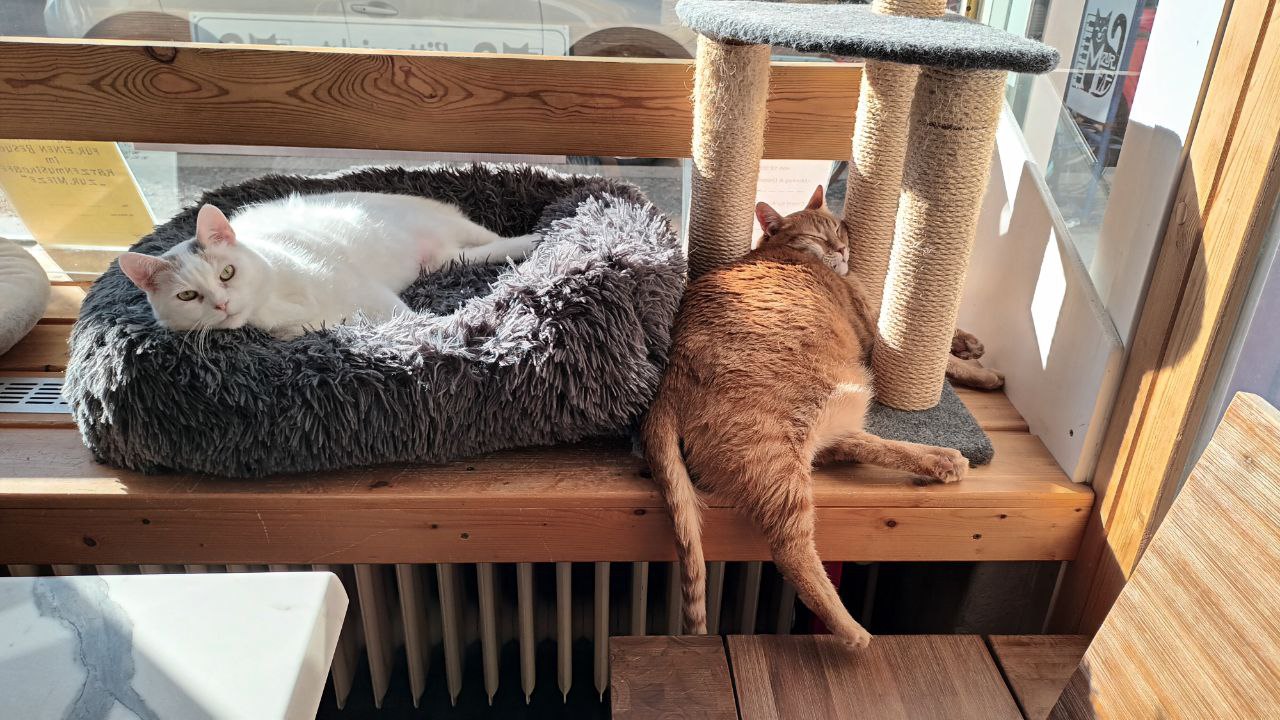 2 Katzen am Schaufenster