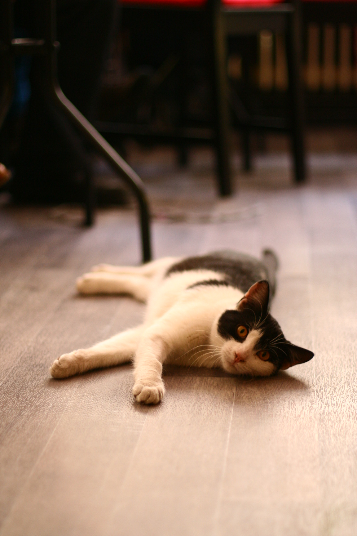 Schwarz-weiße Katze auf dem Boden
