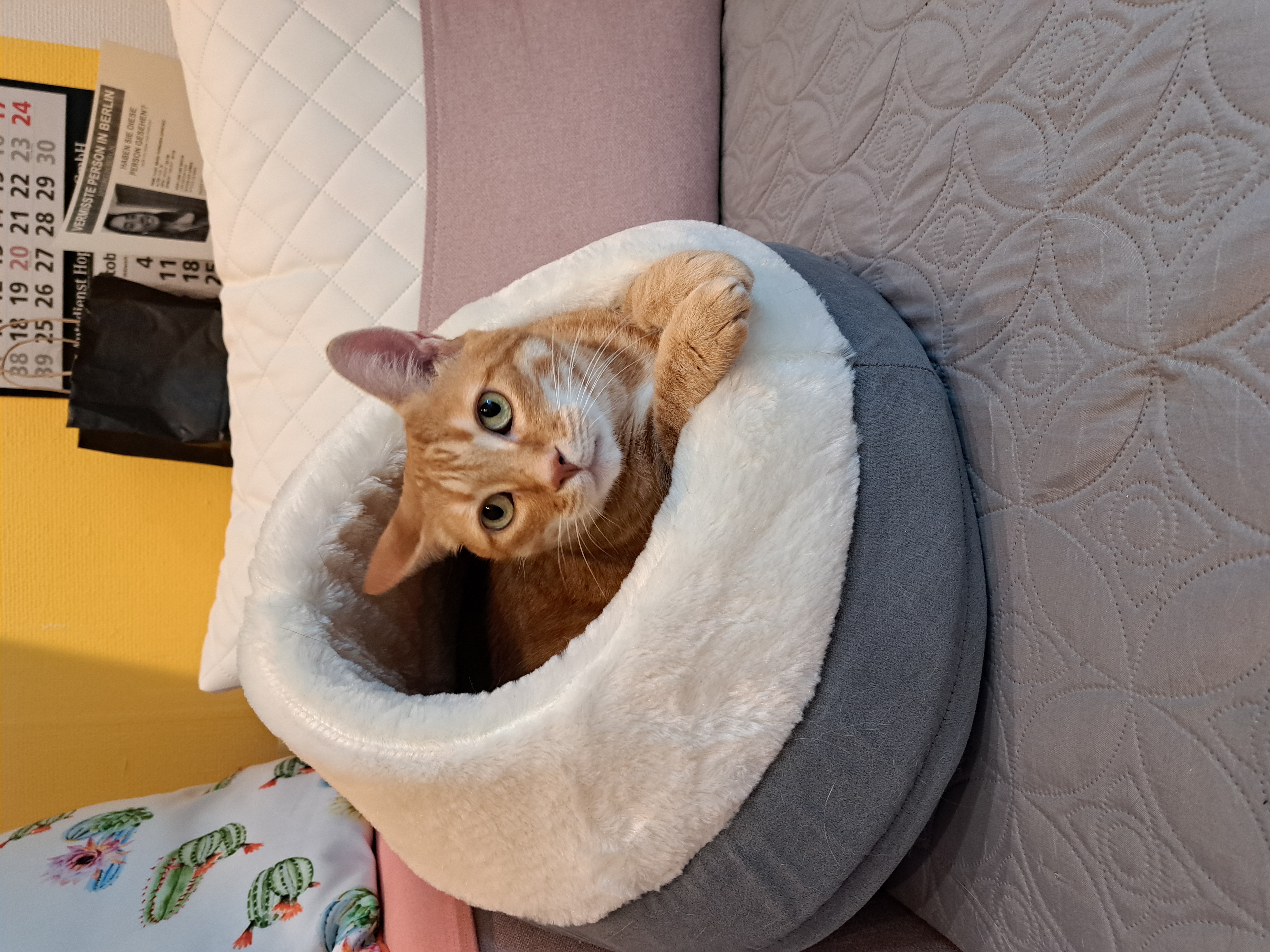 Junge orange Katze schaut aus einem flauschigen Katzenbett in die Kamera