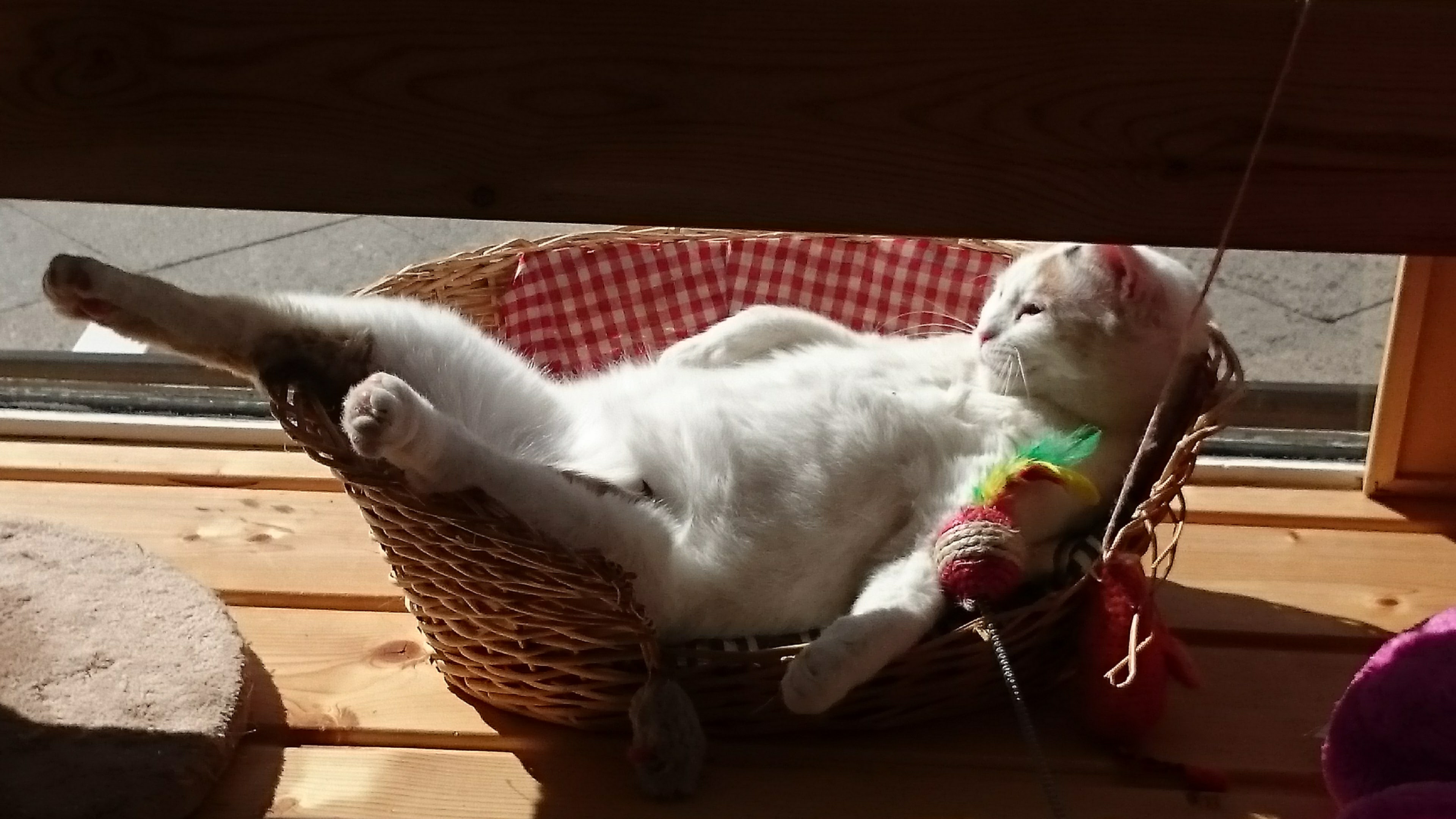 Weiße Katze im Körbchen