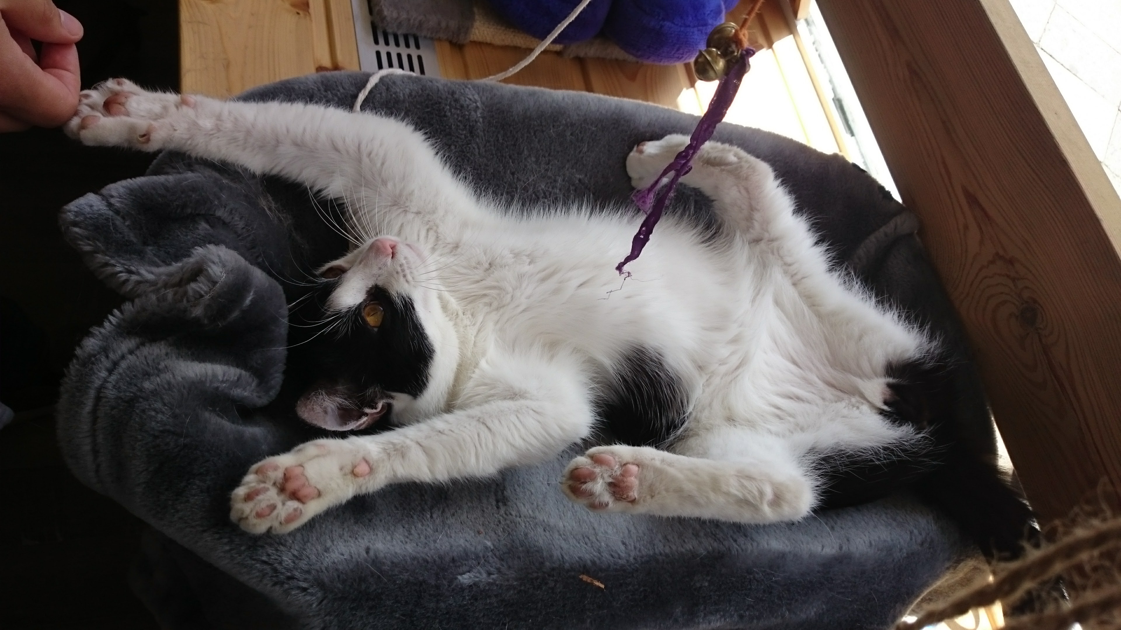 Eine ruhige Katze