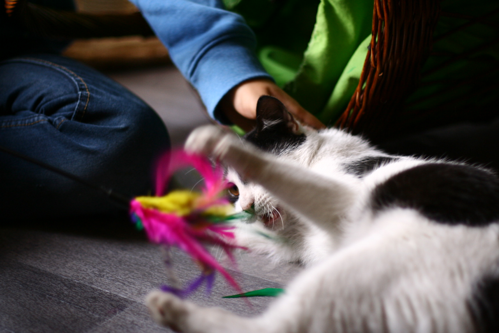 Katze spielt mit einem Gast