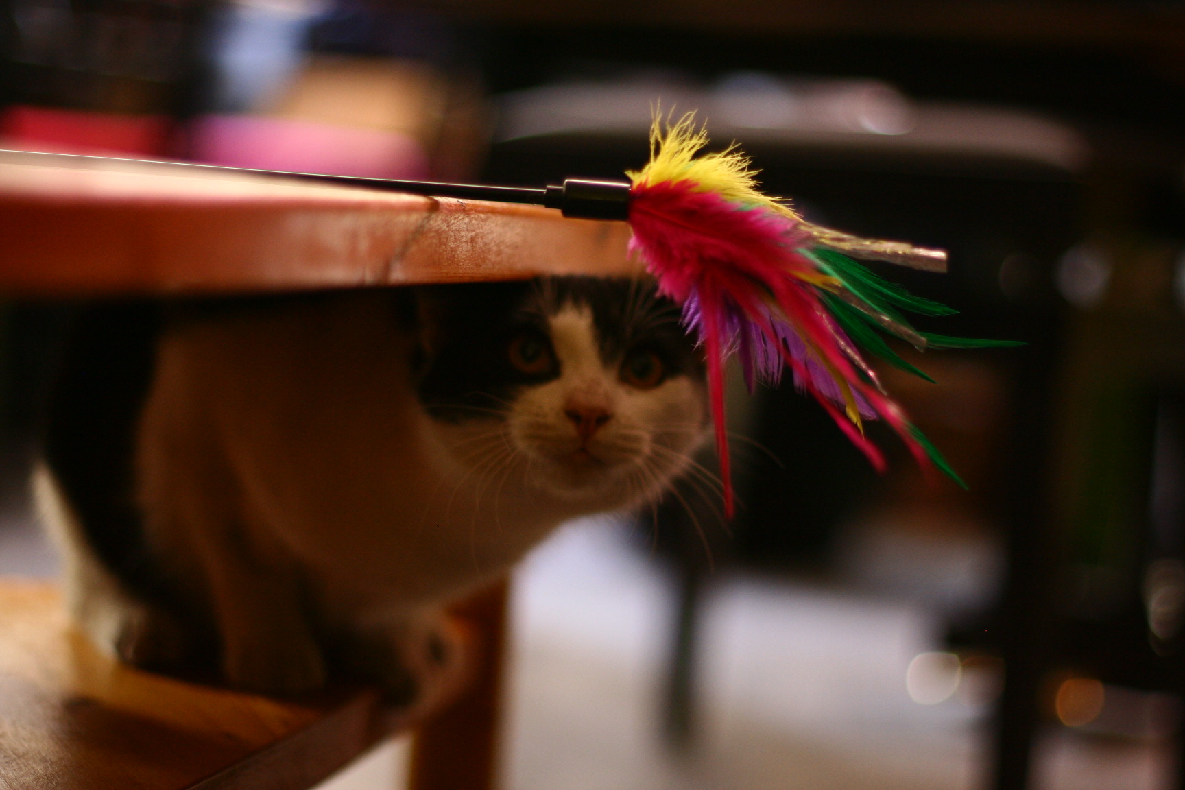 Katze spielt mit Federn
